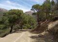 Oum El-Bouaghi : Évaluation des travaux d’ouverture de pistes forestières 