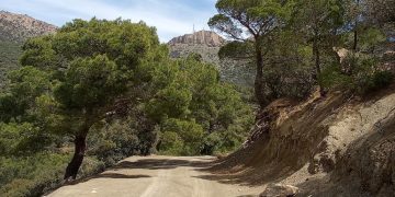 Oum El-Bouaghi : Évaluation des travaux d’ouverture de pistes forestières