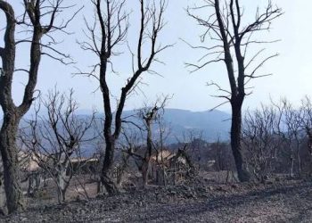 JIJEL  : L’autre drame écologique 