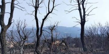 JIJEL : L’autre drame écologique