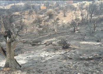 VOYAGE AU CŒUR DES INCENDIE DE JIJEL : Au-delà du drame humain, un désastre écologique  