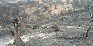 VOYAGE AU CŒUR DES INCENDIE DE JIJEL : Au-delà du drame humain, un désastre écologique  