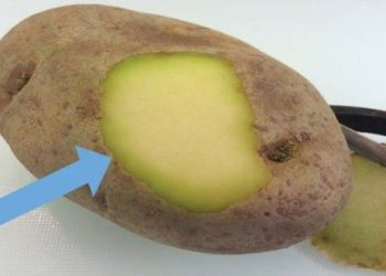 Face au risque de solanine  : Alerte sur la pomme de terre ! 