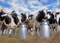 Indemnisation des éleveurs sinistrés : 105 vaches laitières distribuées 