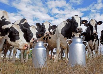 Indemnisation des éleveurs sinistrés : 105 vaches laitières distribuées 