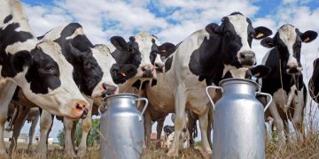 Indemnisation des éleveurs sinistrés : 105 vaches laitières distribuées 