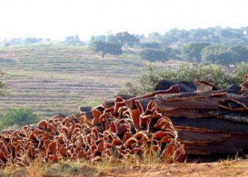 Forets de Skikda  : Leur liège alimente le trésor public