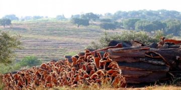 Forets de Skikda  : Leur liège alimente le trésor public