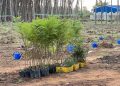 Journée nationale de l’arbre : 178 000 arbres au programme  