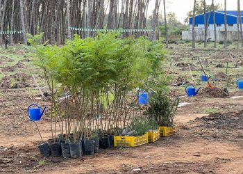 Journée nationale de l’arbre : 178 000 arbres au programme  