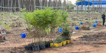 Journée nationale de l’arbre : 178 000 arbres au programme  
