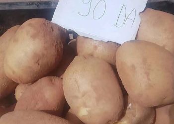 Régulation du marché  : La pomme de terre plafonnée à 90 dinars/kg 