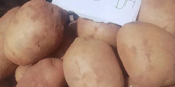 Régulation du marché  : La pomme de terre plafonnée à 90 dinars/kg 