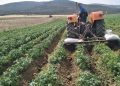Microcrédit agricole : Un financement de 100 000 DA pour les fellahs