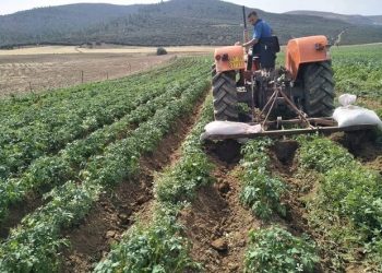 Microcrédit agricole : Un financement de 100 000 DA pour les fellahs