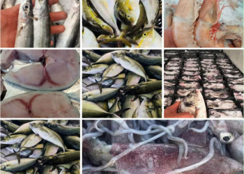 Important arrivage de poisson : Légère accalmie des prix sur le marché