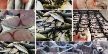 Important arrivage de poisson : Légère accalmie des prix sur le marché