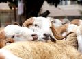 Fièvre aphteuse : Jijel ferme ses marchés de bétail 