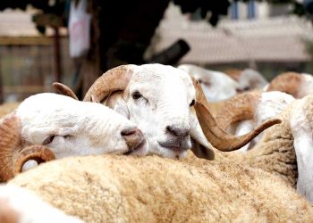 Fièvre aphteuse : Jijel ferme ses marchés de bétail 