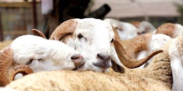 Fièvre aphteuse : Jijel ferme ses marchés de bétail 