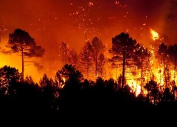 Incendies volontaires : 13 suspects écroués à Jijel et Skikda